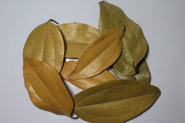 Bay Leaves | Cassia leaf | Tej patta - तेज पत्ता - Image 2