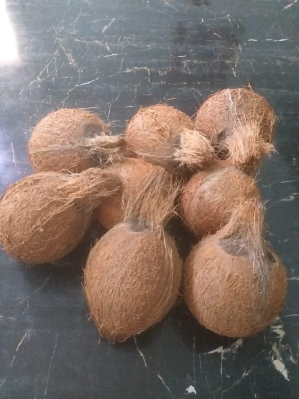 Coconut - नारियल | नारळ | श्रीफळ