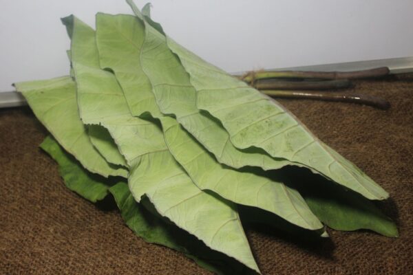 Colacasia Leaves - अळू - Image 2