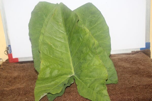 Colacasia Leaves - अळू - Image 3