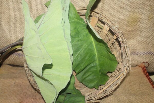 Colacasia Leaves - अळू