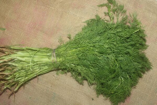 Dill leaves - शेपू - Image 3