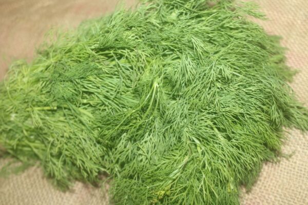 Dill leaves - शेपू - Image 2