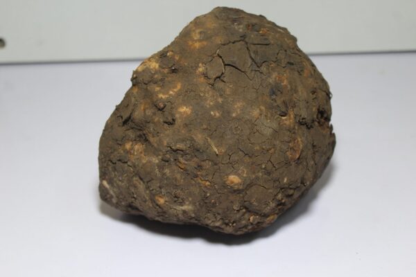 Yam | Elephant Foot - सूरन | जिमीकंद - Image 2