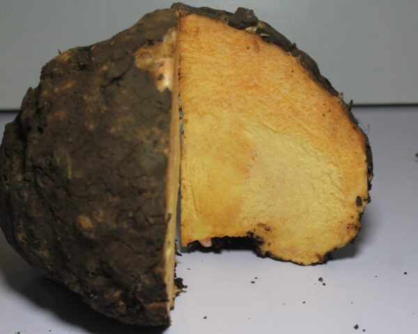 Yam | Elephant Foot - सूरन | जिमीकंद