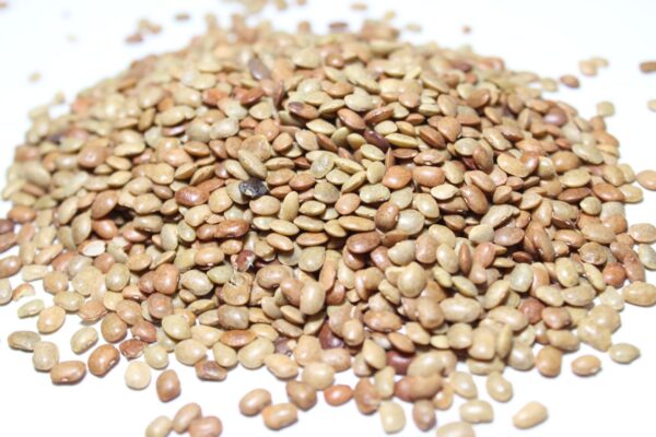Indigenous / Desi Horsegram गावरान कुळिथ - Image 2