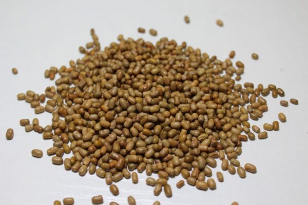 Deshi Matki | Moth bean गावरान मटकी - Image 3