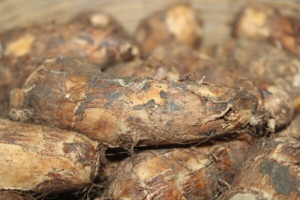 Taro Root / Arbi - अरबी