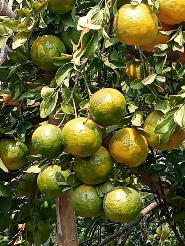 Orange | संत्रा- Ambiya Bahar