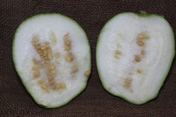 White Pumpkin | Whole Ashgourd - कोहळं | सफेद पेठा - Image 3