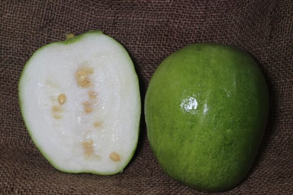 White Pumpkin | Whole Ashgourd - कोहळं | सफेद पेठा - Image 2